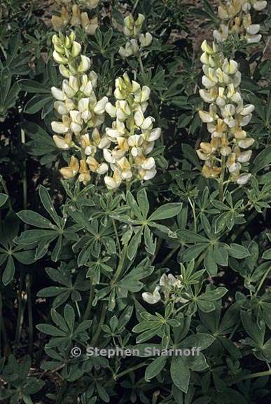 lupinus angustiflorus 1 graphic